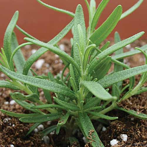 Tips for Growing Rosemary in Containers