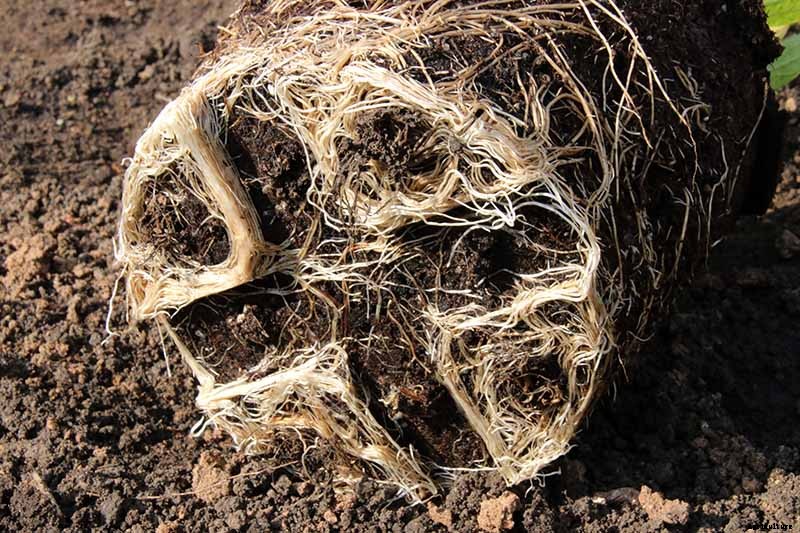 Tips for Growing Rosemary in Containers