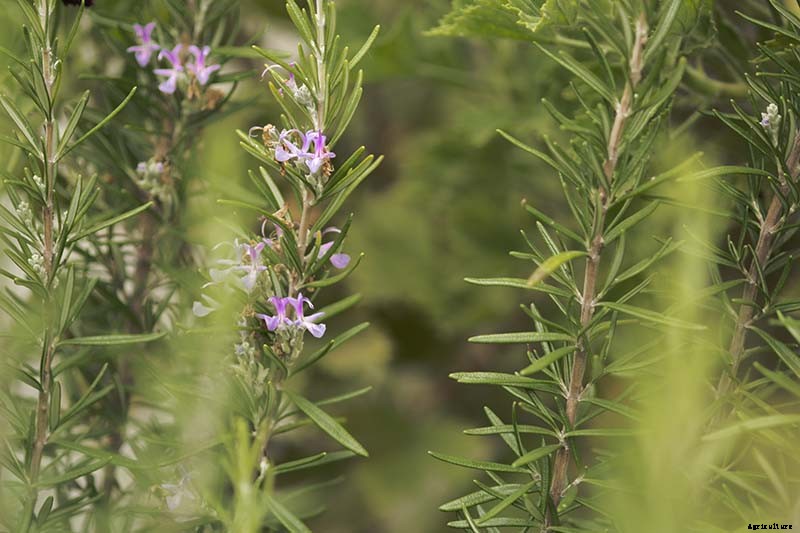 Tips for Growing Rosemary in Containers