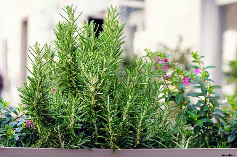 Tips for Growing Rosemary in Containers