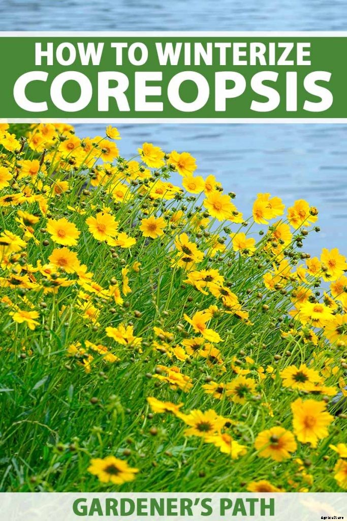 How to Grow and Care for Coreopsis