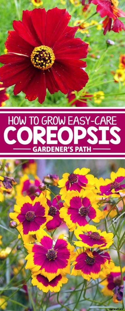 How to Grow and Care for Coreopsis