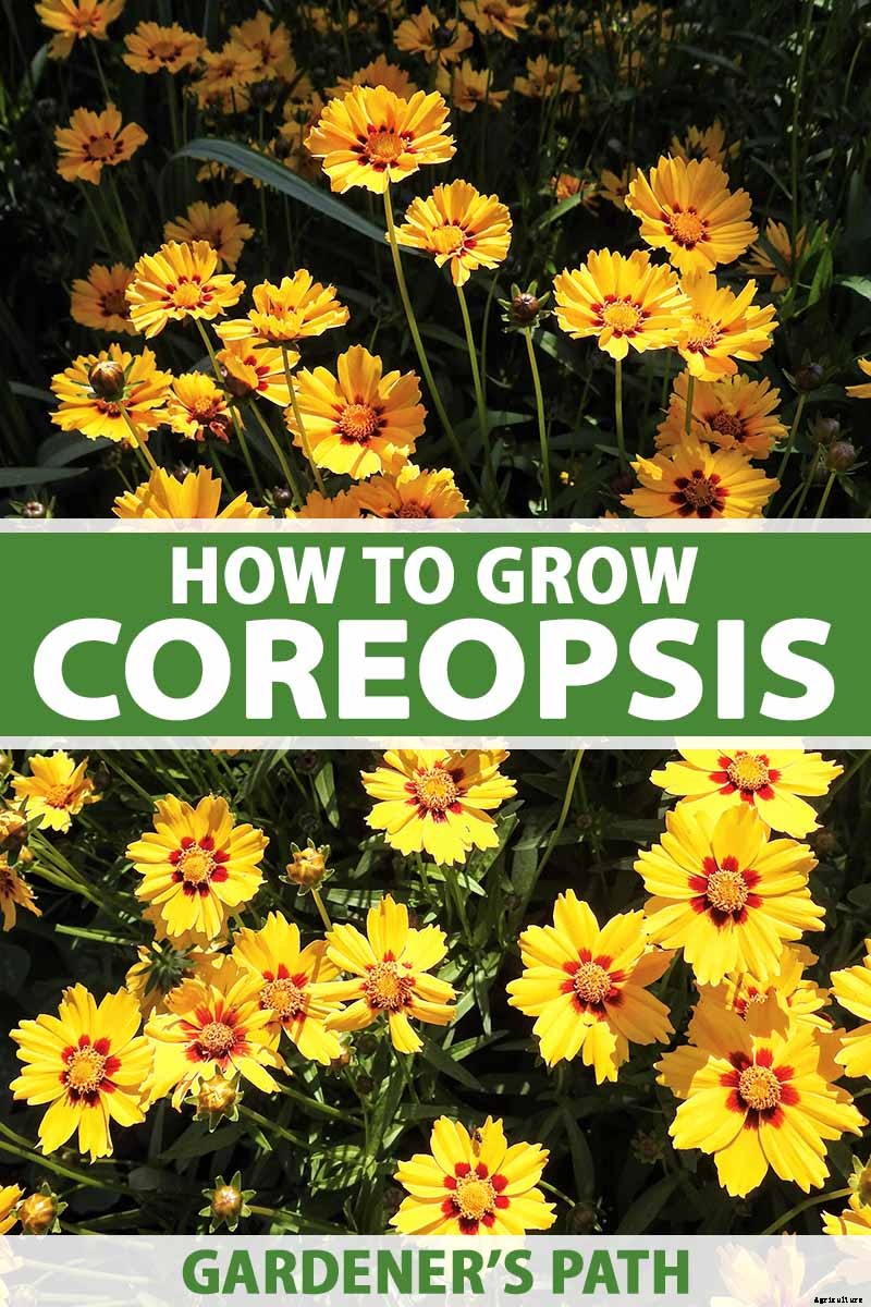How to Grow and Care for Coreopsis