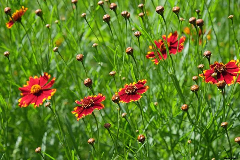 How to Grow and Care for Coreopsis