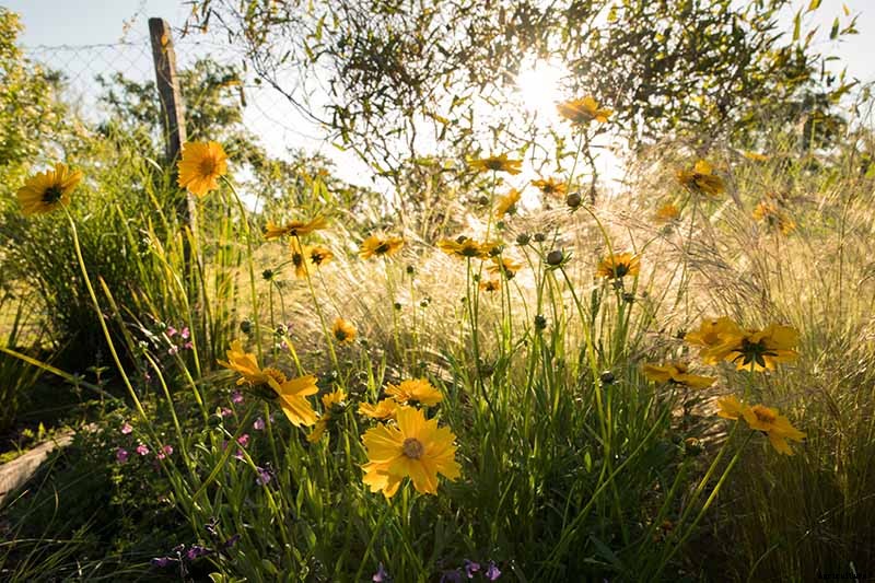 How to Grow and Care for Coreopsis