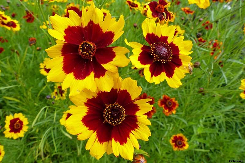 How to Grow and Care for Coreopsis
