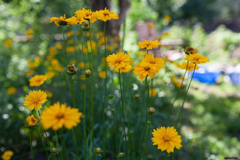 How to Grow and Care for Coreopsis
