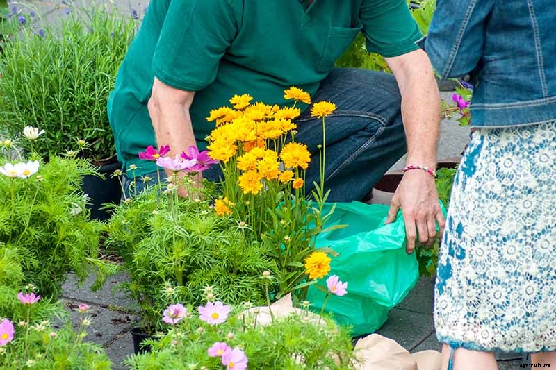 How to Grow and Care for Coreopsis