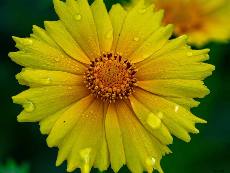 How to Grow and Care for Coreopsis