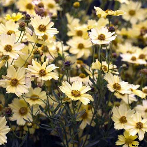 How to Grow and Care for Coreopsis