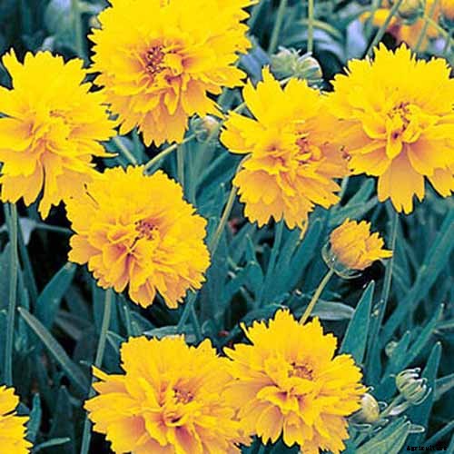 How to Grow and Care for Coreopsis