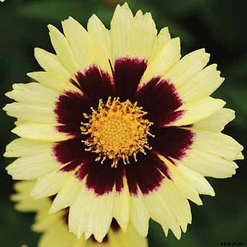 How to Grow and Care for Coreopsis
