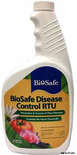 How to Grow and Care for Coreopsis