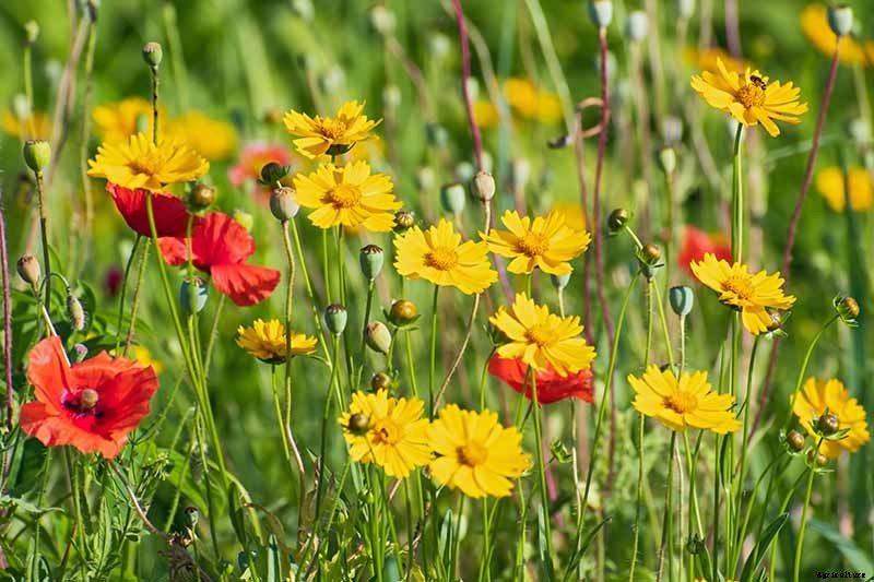 How to Grow and Care for Coreopsis