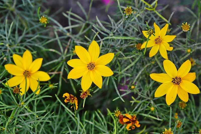 How to Grow and Care for Coreopsis