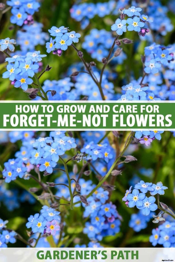How to Grow and Care for Forget-Me-Not Flowers