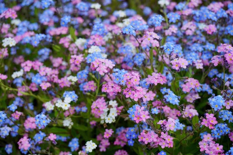 How to Grow and Care for Forget-Me-Not Flowers