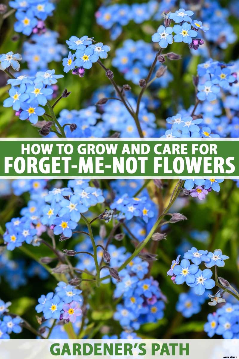 How to Grow and Care for Forget-Me-Not Flowers