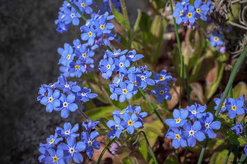 How to Grow and Care for Forget-Me-Not Flowers