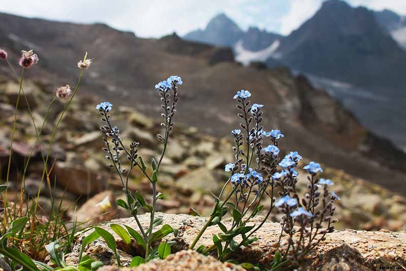 How to Grow and Care for Forget-Me-Not Flowers