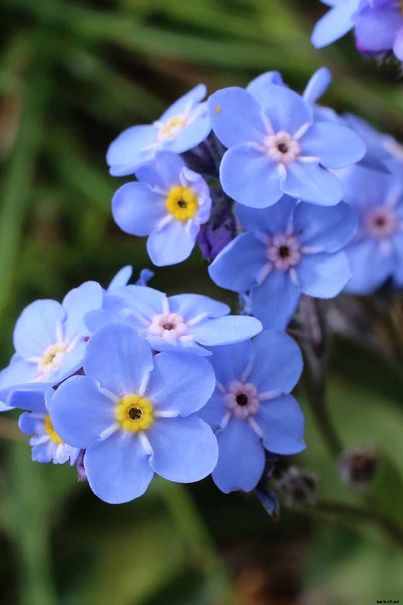 How to Grow and Care for Forget-Me-Not Flowers