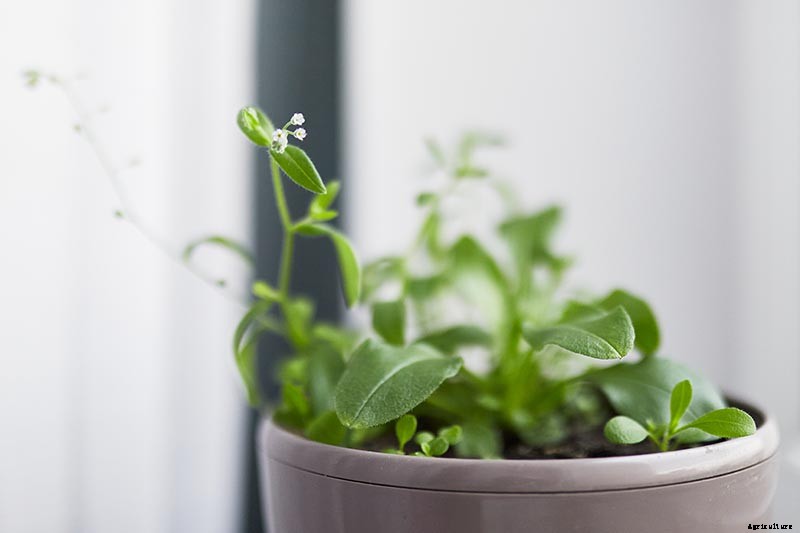 How to Grow and Care for Forget-Me-Not Flowers