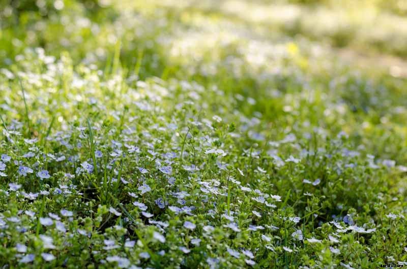 How to Grow and Care for Forget-Me-Not Flowers