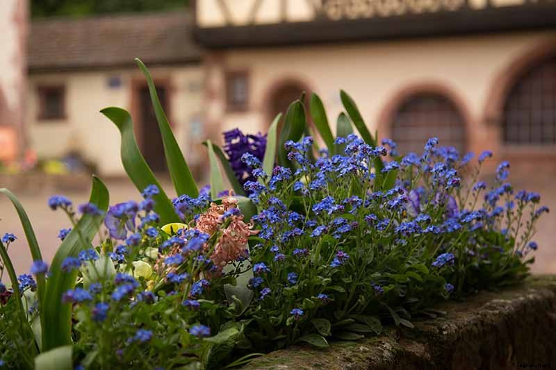 How to Grow and Care for Forget-Me-Not Flowers