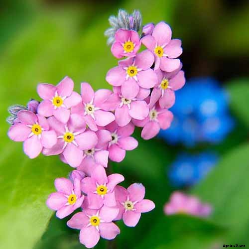 How to Grow and Care for Forget-Me-Not Flowers