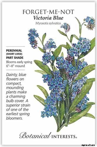 How to Grow and Care for Forget-Me-Not Flowers