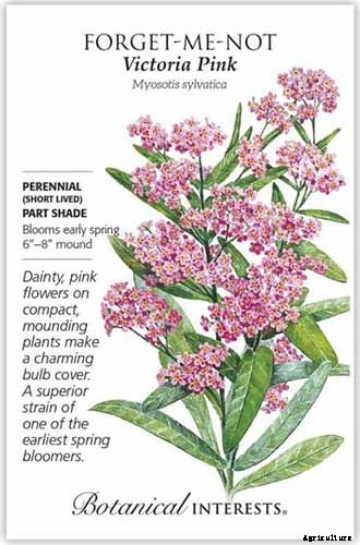 How to Grow and Care for Forget-Me-Not Flowers