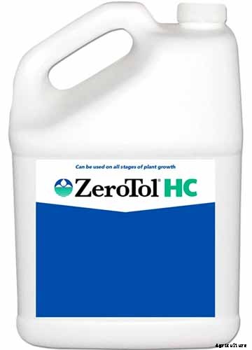 How to Grow and Care for Forget-Me-Not Flowers