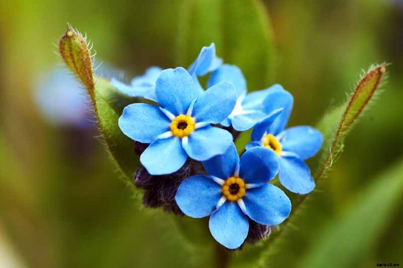 How to Grow and Care for Forget-Me-Not Flowers