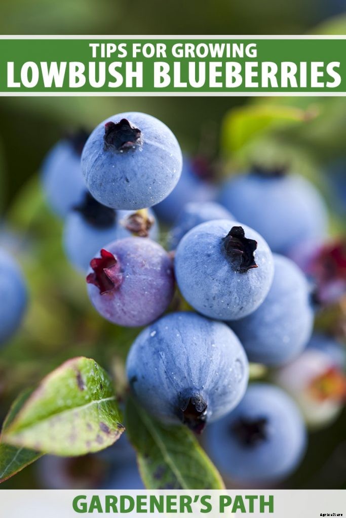 Tips for Growing Lowbush Blueberries