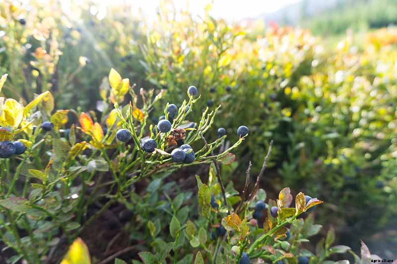 Tips for Growing Lowbush Blueberries