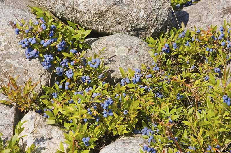 Tips for Growing Lowbush Blueberries