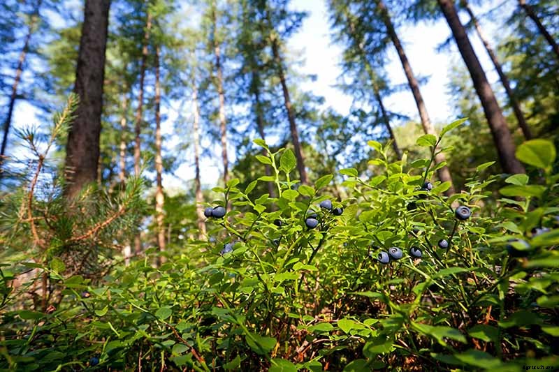 Tips for Growing Lowbush Blueberries