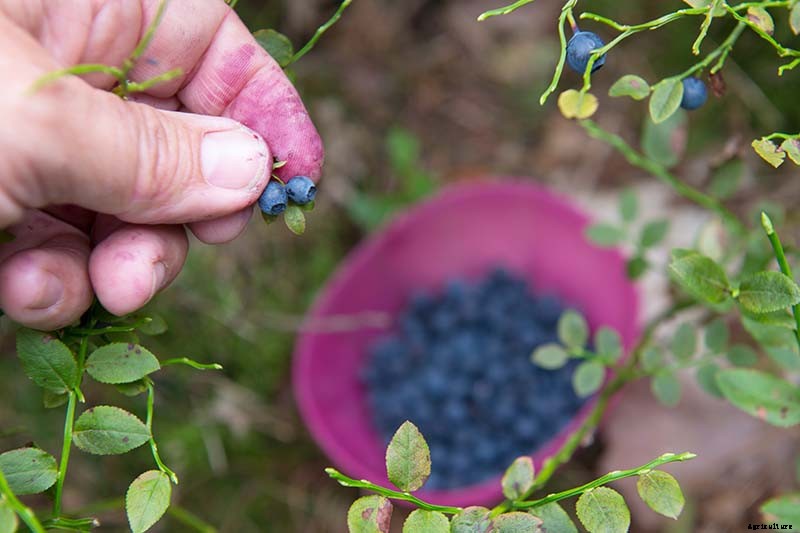 Tips for Growing Lowbush Blueberries