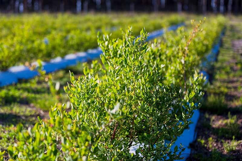 Tips for Growing Lowbush Blueberries