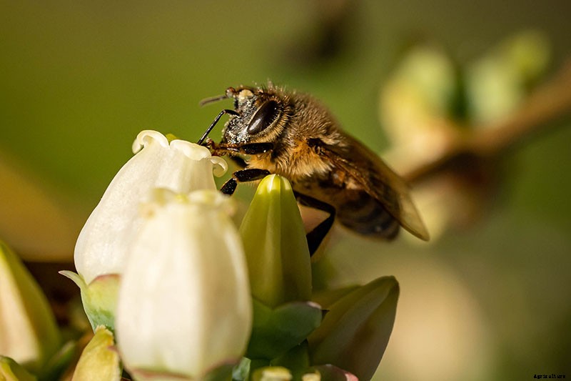 Tips for Growing Lowbush Blueberries