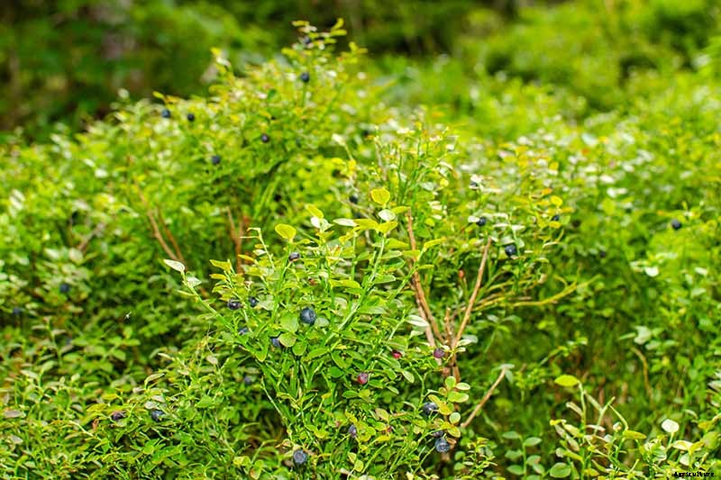 Tips for Growing Lowbush Blueberries