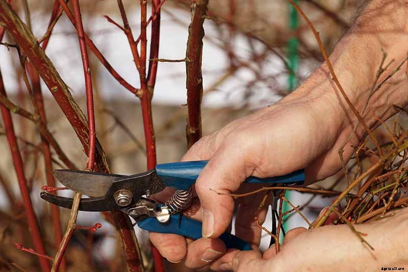 Tips for Growing Lowbush Blueberries