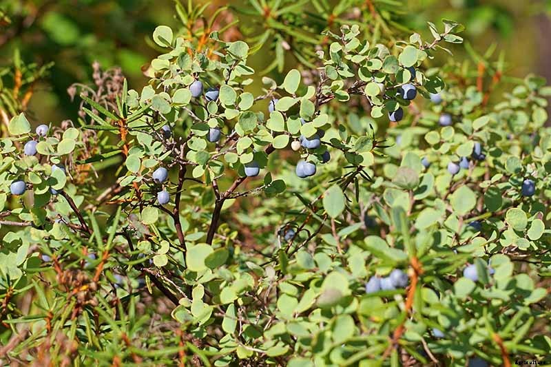 Tips for Growing Lowbush Blueberries