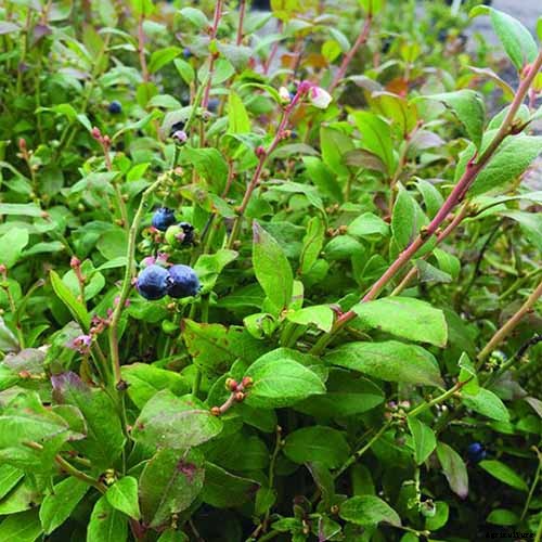 Tips for Growing Lowbush Blueberries
