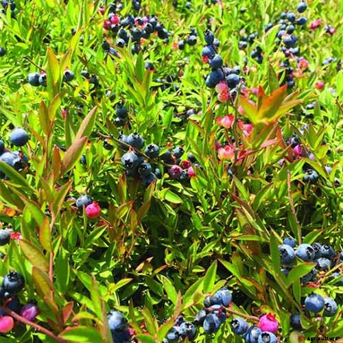 Tips for Growing Lowbush Blueberries