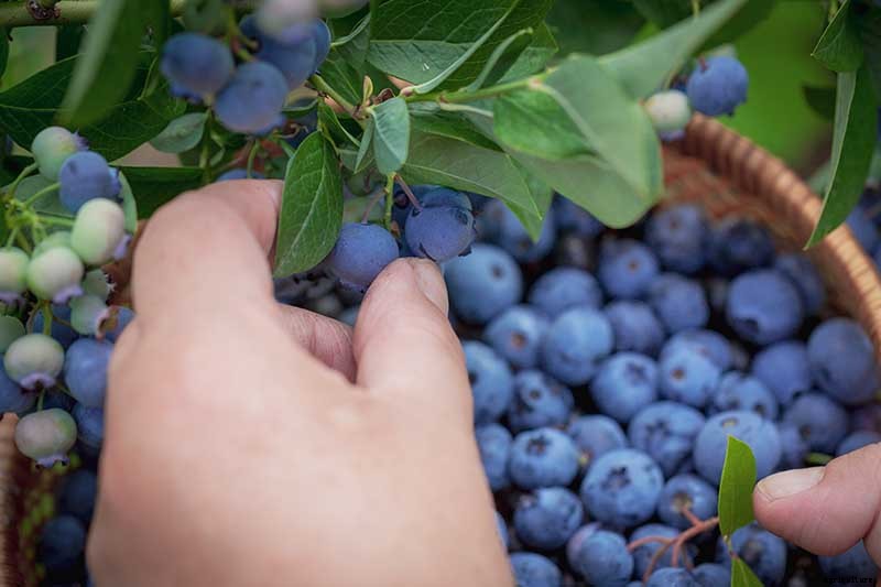 Tips for Growing Lowbush Blueberries