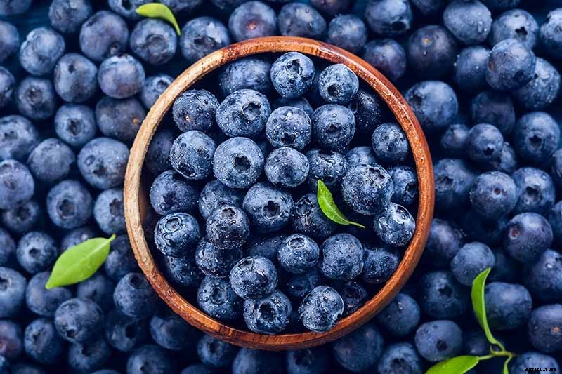 Tips for Growing Lowbush Blueberries