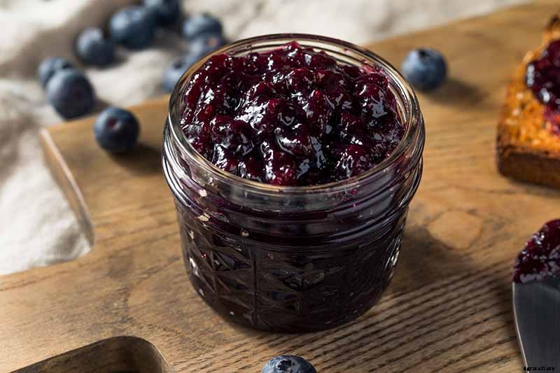 Tips for Growing Lowbush Blueberries