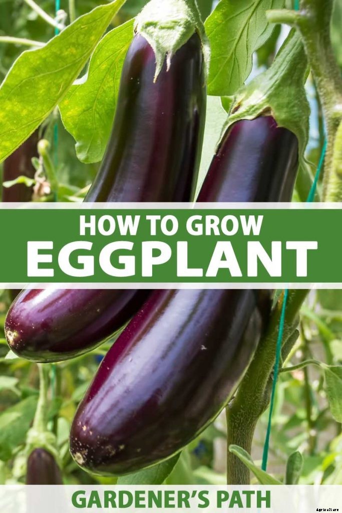 How to Plant and Grow Eggplant in Your Vegetable Garden