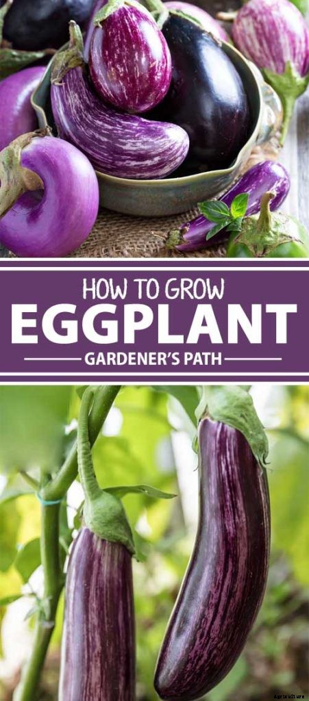 How to Plant and Grow Eggplant in Your Vegetable Garden